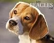 Just Beagles 2010 Wall Calendar