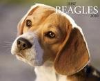 Just Beagles 2010 Wall Calendar