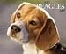 Just Beagles 2010 Wall Calendar