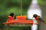 Birds Choice - Oriole-Fest Oriole Bird Feeder - 12 oz