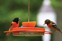 Birds Choice - Oriole-Fest Oriole Bird Feeder - 12 oz