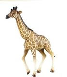 Nature's Wonders - Reticulated Giraffe