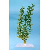 Water Wonders Plants - Green Bacopa - 9 in