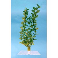 Bacopa Aquarium Plant, 9