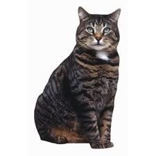 Brown Tabby Cat Die-Cut Photographic Magnet