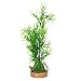 Green Bamboo with Mini Purple Stonewart and Hairgrass - 8 in.