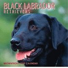 Dog Breeds Black Labrador Retriev