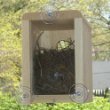 Coveside Window Nest Box