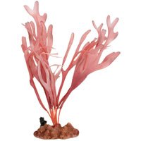Silk Dictyota Rossa Aquarium Plant, X-Large