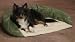 Paus Medium 24 x 34 Basic Pet Bolster in Twill