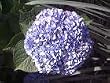 Nikko Blue Hydrangea Five Galloon