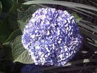 Nikko Blue Hydrangea Five Galloon