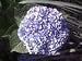 Nikko Blue Hydrangea Five Galloon