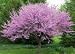 20 REDBUD TREE Cercis Canadensis Seeds