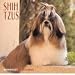 Dog Breeds Shih Tzus Calendar