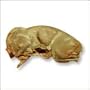 Fresh Whole Rabbit