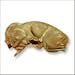 Fresh Whole Rabbit