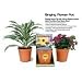 Singing Flower Pot, sings Raindrops Keep Fallin' On My Head, with Built-In Moisture Sensor