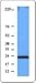645001 - Size : 25 micrograms - Anti-BID Rat Monoclonal Antibody () [Clone: 14F2] - Each