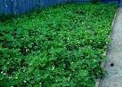 *RARE* GIANT STRAWBERRY *25 seeds*FRAGARIA ANANASSA L.*SWEETEST*E-Z GROW*#1105-A