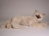 Seal Point Himalayan, Lying Down - Lifelike Plush|One Size - 22 inches
