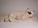   - Seal Point Himalayan, Lying Down - Lifelike Plush|One Size - 22 inches