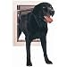 Kitchen & Housewares : Petsafe Ultimate Pet Door - Large