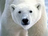Polar animals