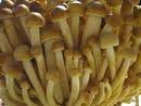 Hinterland Trading Oyster Mushroom 100+ Spore Coated Carrier Seeds Grow Your Own Fresh Gourmet Mushrooms Hinterland Trading Oyster Mushroom 100+ Spore Coated Carrier Seeds Grow Your Own Fresh Gourmet Mushrooms