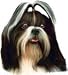 shih tzu - Shih Tzu Bumper Magnet2008