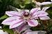 *GIANT PINK CLEMATIS* "QUEEN OF THE VINE"*Rare*7" Dinner plate* 7 seeds- #1218**