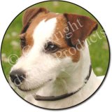 JACK RUSSELL Fridge Magenet