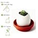 Eggling Special Edition - Prickly Cactus