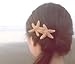 Hinterland Trading Sugar Starfish for Decoration, Brown