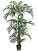 7' Kentia Palm