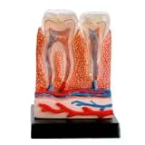 Bio Signs Human Anatomy - Skin
