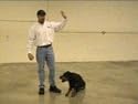 Dog Obedience Video Set #1 (4 DVD Discs)