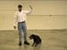 Dog Obedience Video Set #1 (4 DVD Discs)