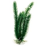 Club Moss - Medium - 8 12 in.