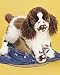 Ogilvy Springer Spaniel 16"