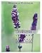 Lavender by Woods of Windsor Perfumed Drawer Sachet