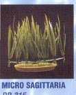 SAGITTARIA PLASTIC 144