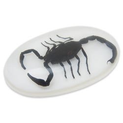 Black Scorpion Clear Lucite Dome Paperweight