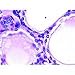 Esophagus (Mammalian)