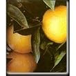 Wash. Navel Orange Tree Semi Dwarf One Gallon