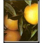Wash. Navel Orange Tree Semi Dwarf One Gallon