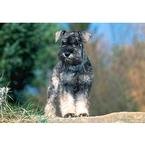 Schnauzer 300pc Puzzle 2007
