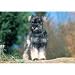   - Schnauzer 300pc Puzzle 2007