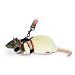 Comfort Harness Stretchy Leash - Small