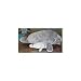 Wishpets Manatee 17 L with Baby 8 L Plush Toy Stuffed Animal